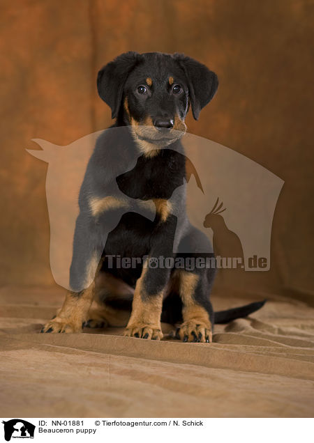 Beauceron Welpe / Beauceron puppy / NN-01881
