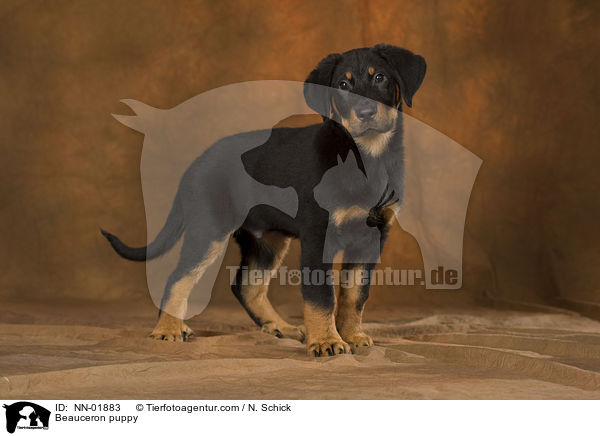 Beauceron puppy / NN-01883