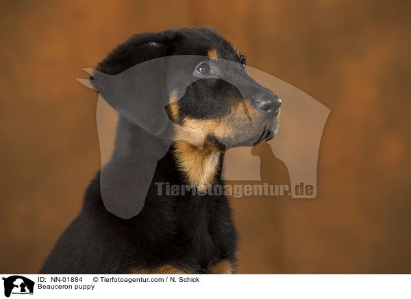 Beauceron Welpe / Beauceron puppy / NN-01884