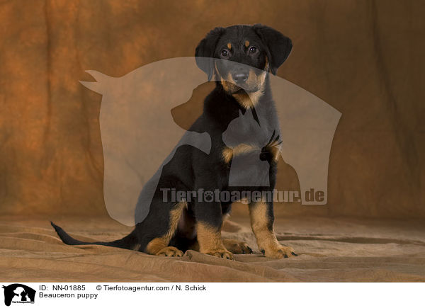 Beauceron Welpe / Beauceron puppy / NN-01885
