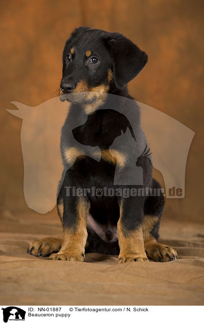 Beauceron Welpe / Beauceron puppy / NN-01887