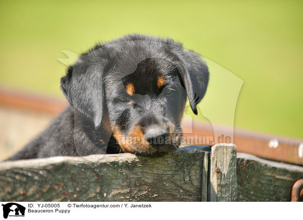 Beauceron Puppy / YJ-05005