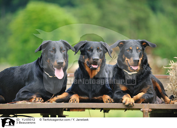 3 Beaucerons / YJ-05012