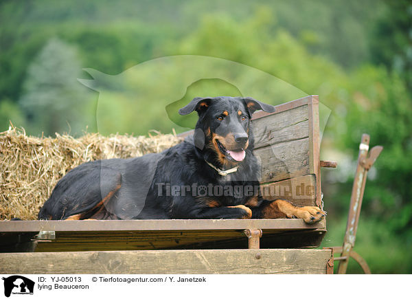 lying Beauceron / YJ-05013