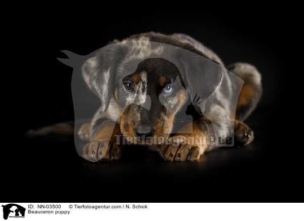 Beauceron Welpe / Beauceron puppy / NN-03500