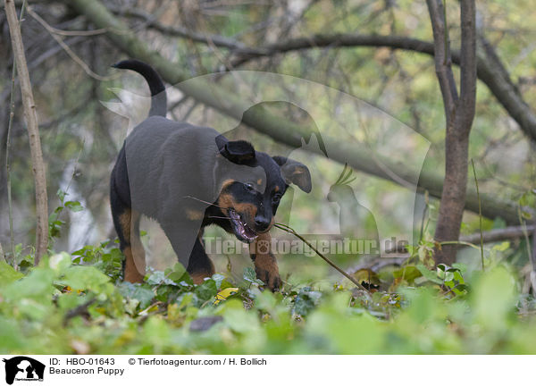 Beauceron  Welpe / Beauceron Puppy / HBO-01643