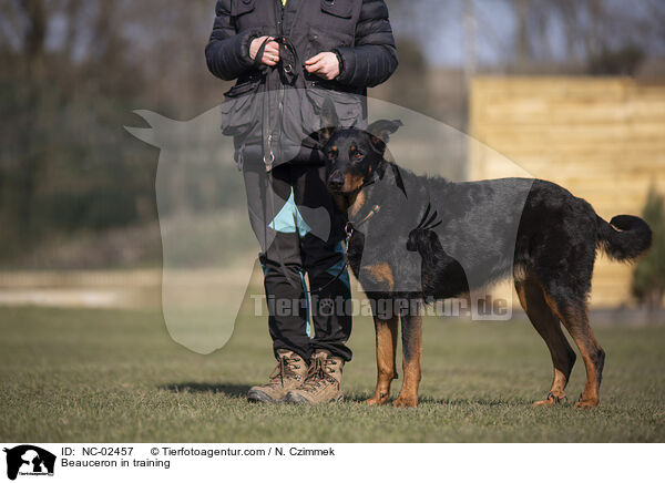 Beauceron im Training / Beauceron in training / NC-02457