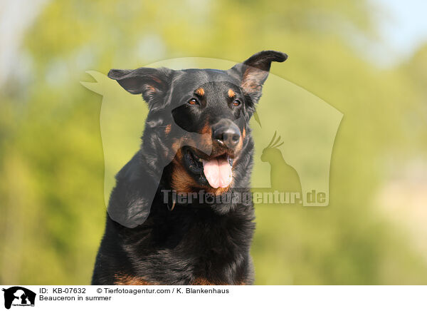 Beauceron im Sommer / Beauceron in summer / KB-07632