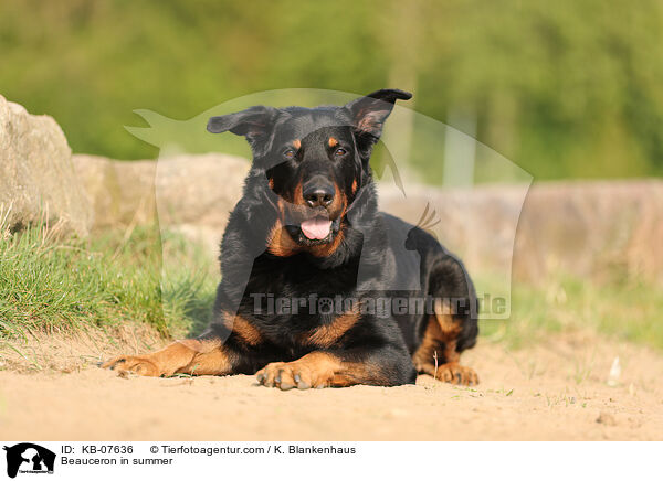 Beauceron im Sommer / Beauceron in summer / KB-07636