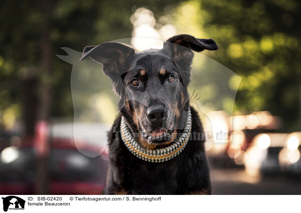 Beauceron Hndin / female Beauceron / SIB-02420