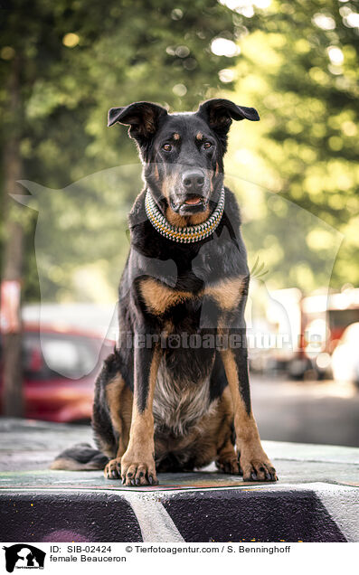 Beauceron Hndin / female Beauceron / SIB-02424