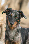 Beauceron Portrait