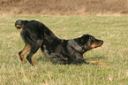 playing Beauceron