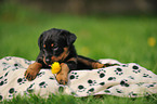 Beauceron Puppy