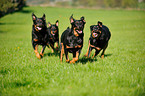 running Beaucerons