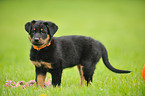 Beauceron Puppy