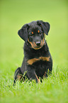 Beauceron Puppy