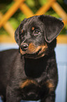 Beauceron Puppy