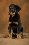 Beauceron puppy