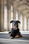 lying Beauceron