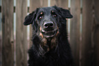 Beauceron Portrait