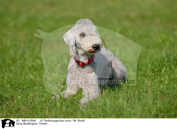 liegender Bedlington Terrier / lying Bedlington Terrier / MR-01994