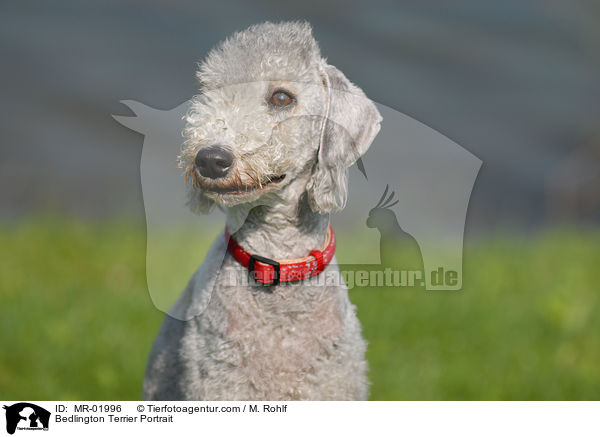 Bedlington Terrier Portrait / Bedlington Terrier Portrait / MR-01996
