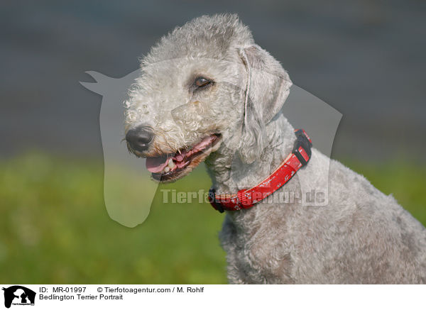 Bedlington Terrier Portrait / Bedlington Terrier Portrait / MR-01997
