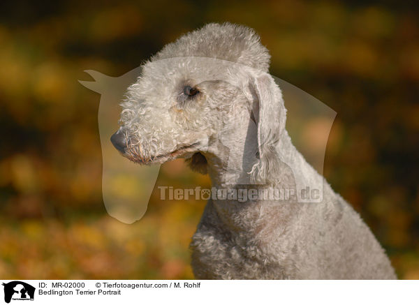Bedlington Terrier Portrait / Bedlington Terrier Portrait / MR-02000