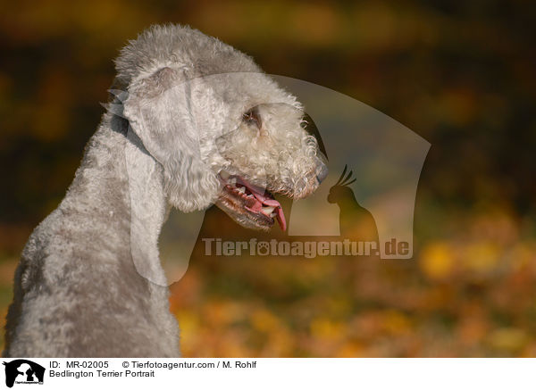 Bedlington Terrier Portrait / Bedlington Terrier Portrait / MR-02005