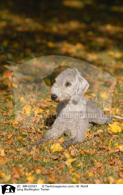 liegender Bedlington Terrier / lying Bedlington Terrier / MR-02091