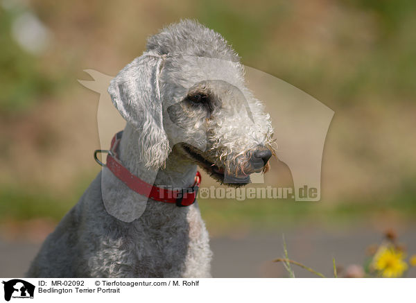 Bedlington Terrier Portrait / Bedlington Terrier Portrait / MR-02092