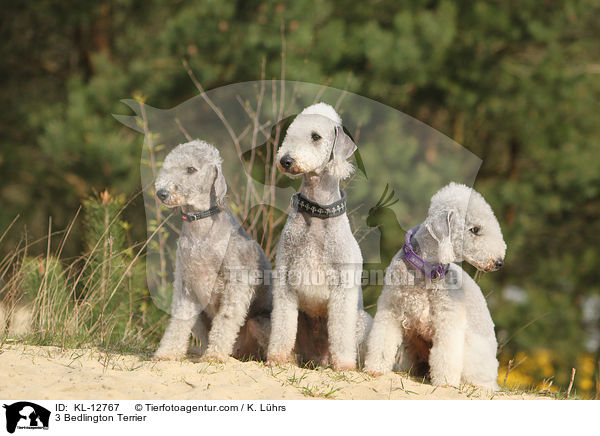 3 Bedlington Terrier / KL-12767