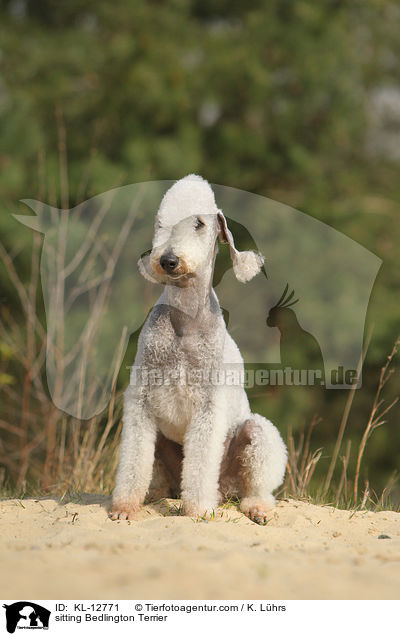 sitzender Bedlington Terrier / sitting Bedlington Terrier / KL-12771