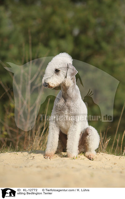 sitzender Bedlington Terrier / sitting Bedlington Terrier / KL-12772