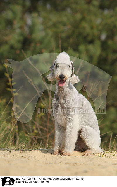 sitzender Bedlington Terrier / sitting Bedlington Terrier / KL-12773