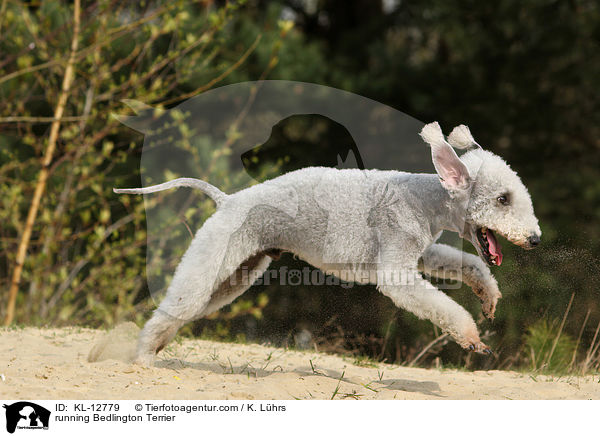 rennender Bedlington Terrier / running Bedlington Terrier / KL-12779