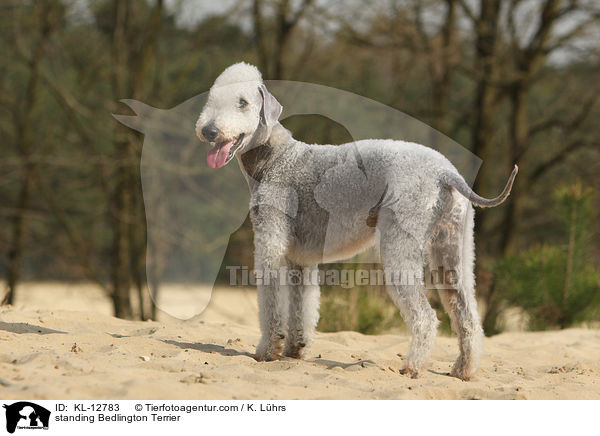 stehender Bedlington Terrier / standing Bedlington Terrier / KL-12783