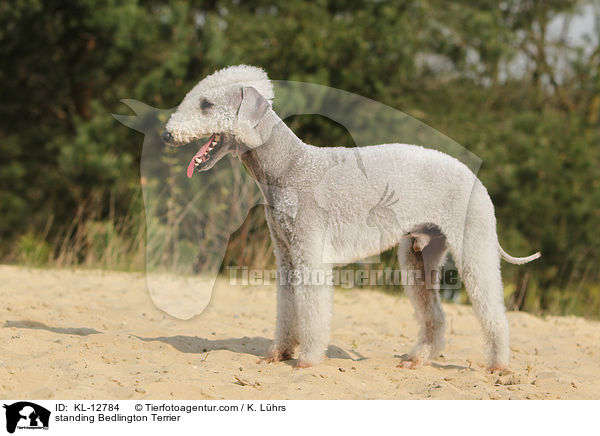 stehender Bedlington Terrier / standing Bedlington Terrier / KL-12784