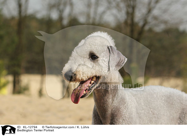 Bedlington Terrier Portrait / Bedlington Terrier Portrait / KL-12794