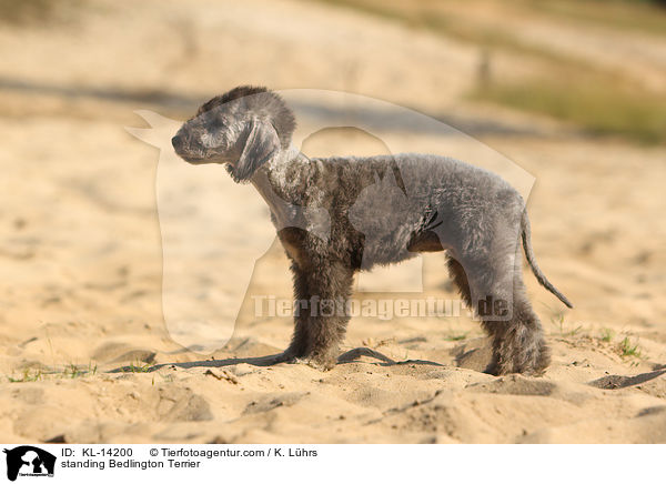 stehender Bedlington Terrier / standing Bedlington Terrier / KL-14200
