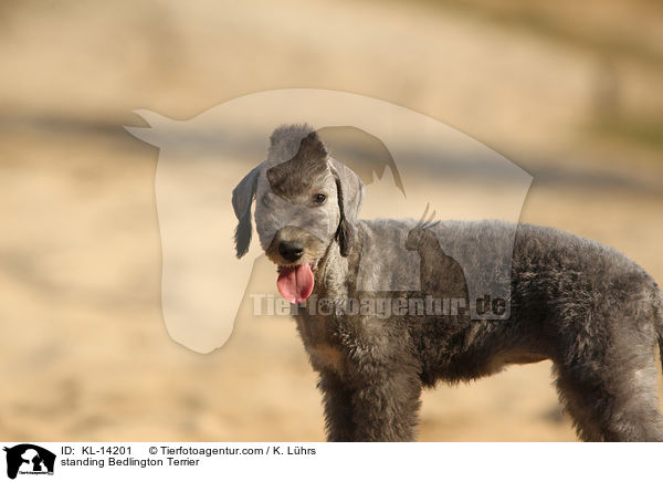 stehender Bedlington Terrier / standing Bedlington Terrier / KL-14201