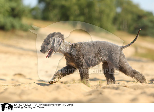 laufender Bedlington Terrier / walking Bedlington Terrier / KL-14202