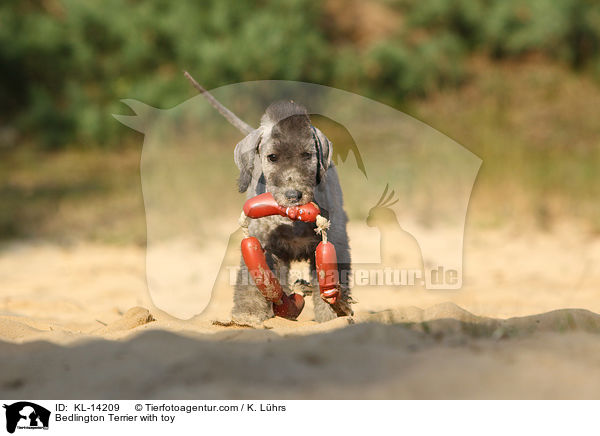 Bedlington Terrier mit Spielzeug / Bedlington Terrier with toy / KL-14209