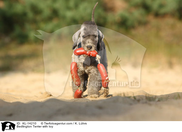 Bedlington Terrier mit Spielzeug / Bedlington Terrier with toy / KL-14210