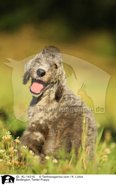Bedlington Terrier Welpe / Bedlington Terrier Puppy / KL-14216