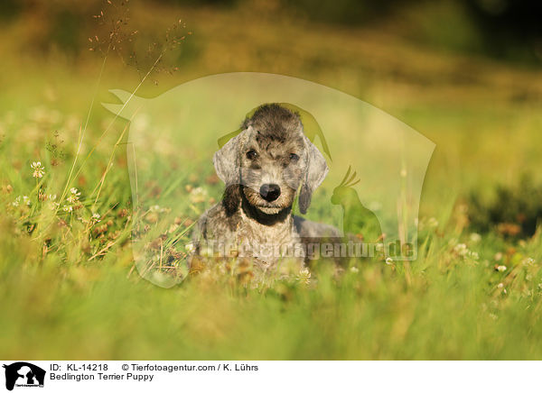Bedlington Terrier Welpe / Bedlington Terrier Puppy / KL-14218