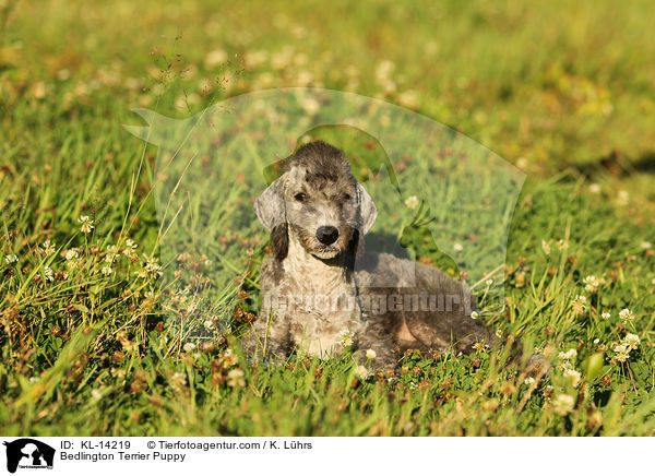 Bedlington Terrier Welpe / Bedlington Terrier Puppy / KL-14219