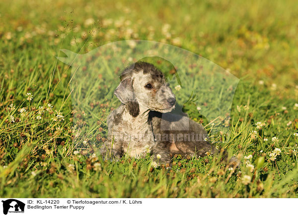 Bedlington Terrier Welpe / Bedlington Terrier Puppy / KL-14220