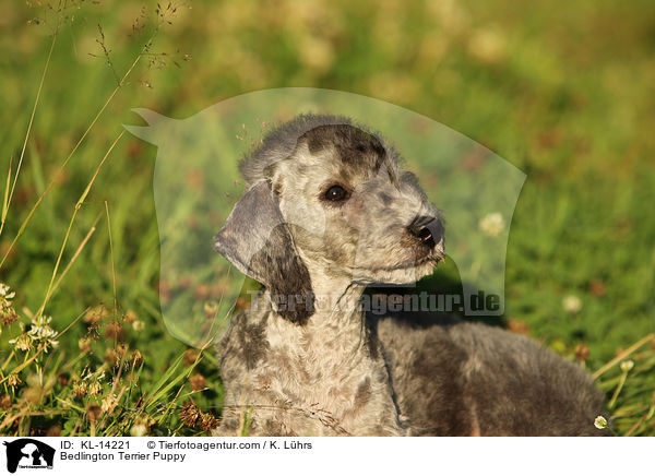 Bedlington Terrier Welpe / Bedlington Terrier Puppy / KL-14221